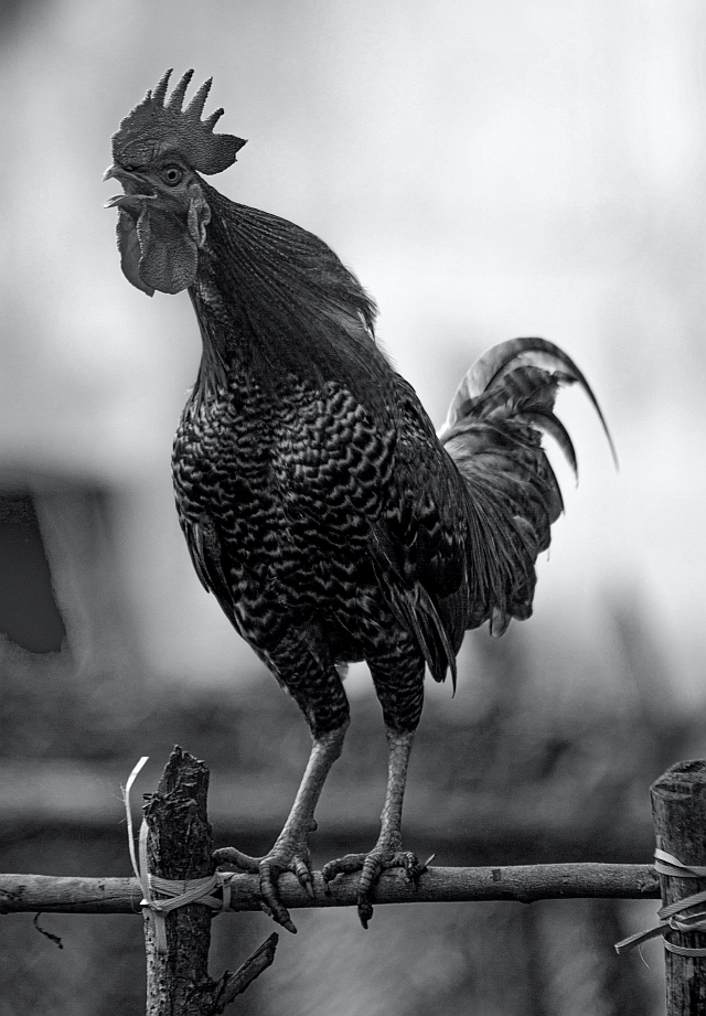 Bild eines Hahns in schwarz/weiß aus Pexels von Nila Racigan