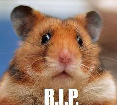 Ansicht des Kopfs eines Goldhamsters entnommen aus de.wikipedia.org mit Schriftzug R.I.P.